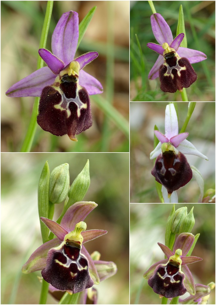 La Valle delle orchidee, Sassano e Monte San Giacomo 9 e 10 maggio 2015